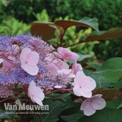 Hydrangea Aspera 'Hot Chocolate' -Garden Whisper Shop hyrdrangea hot chocolate2