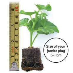 Chrysanthemum 'Incurved Mixed' -Garden Whisper Shop jumboplugsize35