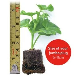 Giant Geranium Bumper Collection 15 Giant Geranium Bumper Collection -Garden Whisper Shop jumboplugsize8