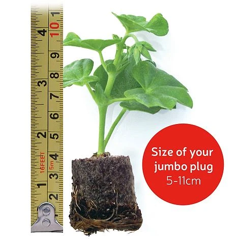 Giant Geranium Bumper Collection 9 Giant Geranium Bumper Collection - Image 7