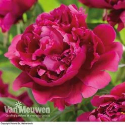 Peony Collection -Garden Whisper Shop karl rosenfield