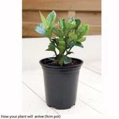 Gardenia Jasminoides 'Kleim's Hardy' -Garden Whisper Shop kleims example