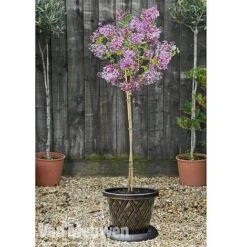 Lilac 'Palibin' -Garden Whisper Shop lilac b