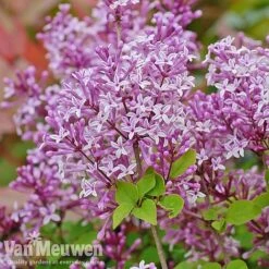 Lilac 'Palibin' -Garden Whisper Shop lilac c