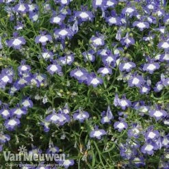 Lobelia 'Waterfall Ice Blue' -Garden Whisper Shop lob waterfall 2
