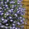Lobelia 'Waterfall Ice Blue'
