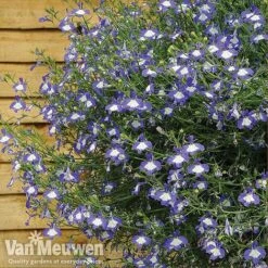 Lobelia 'Waterfall Ice Blue' -Garden Whisper Shop lob waterfall 4