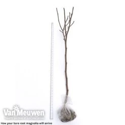 Magnolia 'Red Lucky' -Garden Whisper Shop magnolia arrival