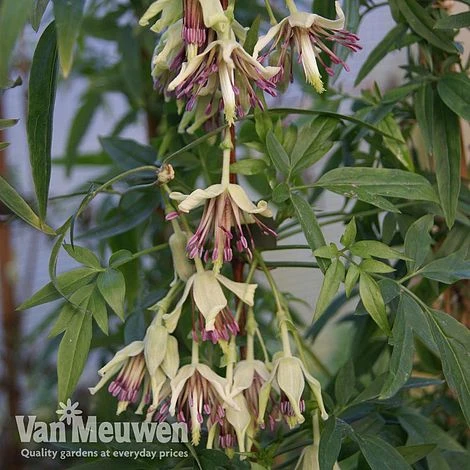 Clematis Napaulensis 5 Clematis Napaulensis - Image 3