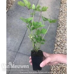 Clematis 'New Love' -Garden Whisper Shop new love