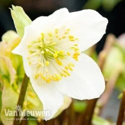 Hellebore 'Christmas Rose' -Garden Whisper Shop niger