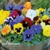 Pansy 'Universal Mixed' F1 Hybrid -Garden Whisper Shop pansy4