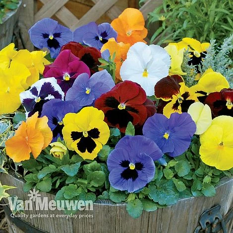 Pansy 'Universal Mixed' F1 Hybrid 3 Pansy 'Universal Mixed' F1 Hybrid