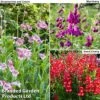 Penstemon 'Ice Cream Collection' -Garden Whisper Shop penstemon icecream