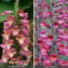 Perennial Foxglove Collection 2 Perennial Foxglove Collection -Garden Whisper Shop perennial foxglove collection