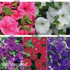 Petunia Surfinia® Collection -Garden Whisper Shop petu 60645 main