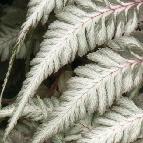 Fantastic Fern 'Pewter Lace' 4 Fantastic Fern 'Pewter Lace' - Image 2