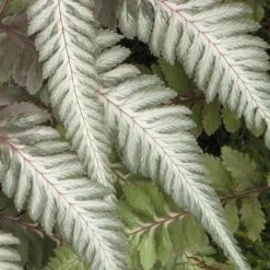 Fantastic Fern 'Pewter Lace' 7 Fantastic Fern 'Pewter Lace' -Garden Whisper Shop pewter21