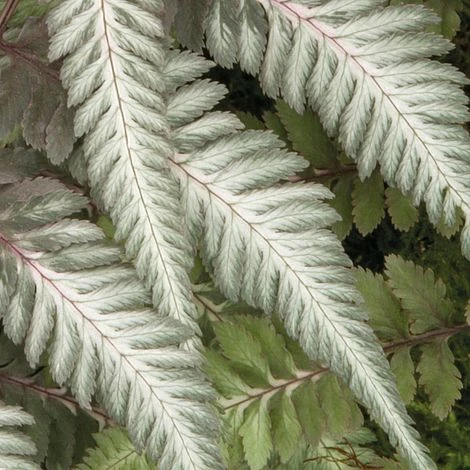 Fantastic Fern 'Pewter Lace' 5 Fantastic Fern 'Pewter Lace' - Image 3