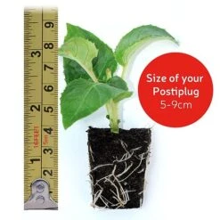 Petunia Surfinia® Collection -Garden Whisper Shop postiplugsize