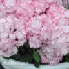 Hydrangea Macrophylla 'Miss Saori' -Garden Whisper Shop sao