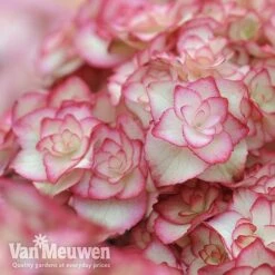 Hydrangea Macrophylla 'Miss Saori' -Garden Whisper Shop sao3