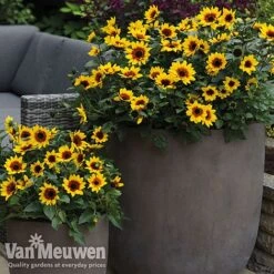 Sunflower SunBelievable™ 'Brown Eyed Girl' -Garden Whisper Shop sunb