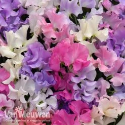 Sweet Pea 'Sweet Dreams Mixed' -Garden Whisper Shop sweet21