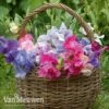 Sweet Pea 'Sweet Dreams Mixed' -Garden Whisper Shop sweet31