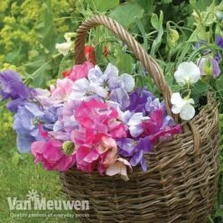 Sweet Pea 'Sweet Dreams Mixed' -Garden Whisper Shop sweet41