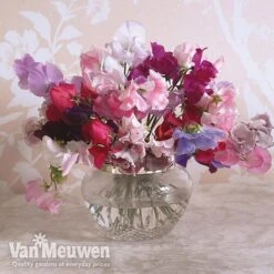Sweet Pea 'Sweet Dreams Mixed' -Garden Whisper Shop sweet5
