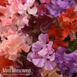 Sweet Pea 'Sweet Dreams Mixed' -Garden Whisper Shop sweet51