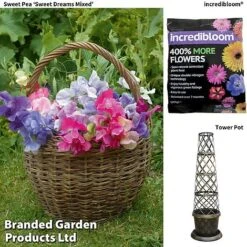 Sweet Pea 'Sweet Dreams Mixed' -Garden Whisper Shop sweetpea website image