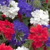 Verbena 'Union Jack' 2 Verbena 'Union Jack' -Garden Whisper Shop verbena union jack