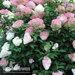 Hydrangea Paniculata 'Vanille Fraise' 14 Hydrangea Paniculata 'Vanille Fraise' -Garden Whisper Shop vmvan4