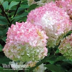 Hydrangea Paniculata 'Vanille Fraise' 15 Hydrangea Paniculata 'Vanille Fraise' -Garden Whisper Shop vmvan5