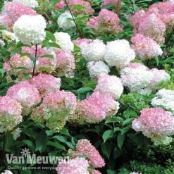 Hydrangea Paniculata 'Vanille Fraise' 16 Hydrangea Paniculata 'Vanille Fraise' -Garden Whisper Shop vmvan6
