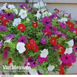 Petunia Surfinia® Collection -Garden Whisper Shop vsurf