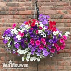 Petunia Surfinia® Collection -Garden Whisper Shop vsurf2