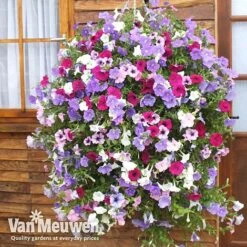 Petunia Surfinia® Collection -Garden Whisper Shop vsurf3
