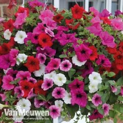 Petunia Surfinia® Collection -Garden Whisper Shop vsurf5