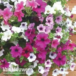 Petunia Surfinia® Collection -Garden Whisper Shop vsurf6
