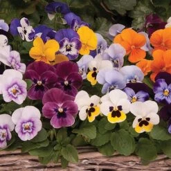 Viola 'Autumn Jewels Mixed' (Garden Ready) 8 Viola 'Autumn Jewels Mixed' (Garden Ready) -Garden Whisper Shop z VIOL T62669 A h