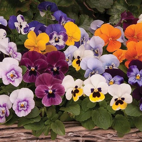 Viola 'Autumn Jewels Mixed' (Garden Ready) 5 Viola 'Autumn Jewels Mixed' (Garden Ready) - Image 3