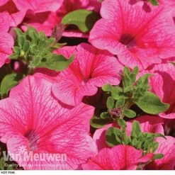 Petunia 'Surfinia' Pre-Planted Basket 12 Petunia 'Surfinia' Pre-Planted Basket -Garden Whisper Shop z pet2