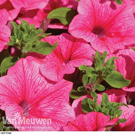 Petunia 'Surfinia' Pre-Planted Basket 6 Petunia 'Surfinia' Pre-Planted Basket - Image 4