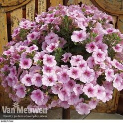 Petunia 'Surfinia' Pre-Planted Basket 13 Petunia 'Surfinia' Pre-Planted Basket -Garden Whisper Shop z pet3