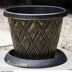 Calendula 'Power Daisy' Collection -Garden Whisper Shop z sund v56706 a1