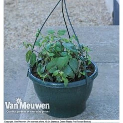 Eton Mess -Garden Whisper Shop z vm preplantedgreenbasket62
