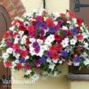 Petunia Surfinia® Collection 1 Petunia Surfinia® Collection -Garden Whisper Shop z z petu p95805 d h